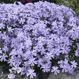 Флокс шиловидный Emerald Cushion Blue