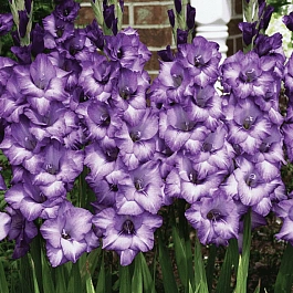 Гладиолус Blue Isle