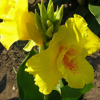 Канна зеленолистная Ричард Уоллес