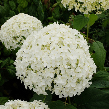 Гортензия древовидная Вайт Болл