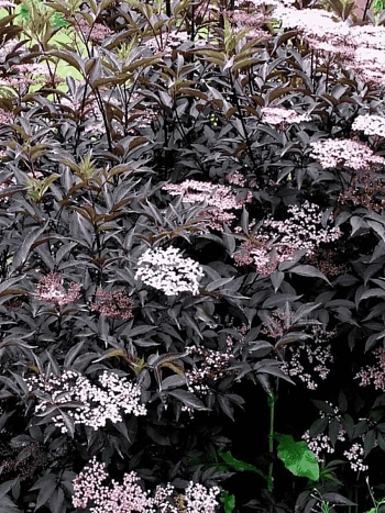 Бузина черная