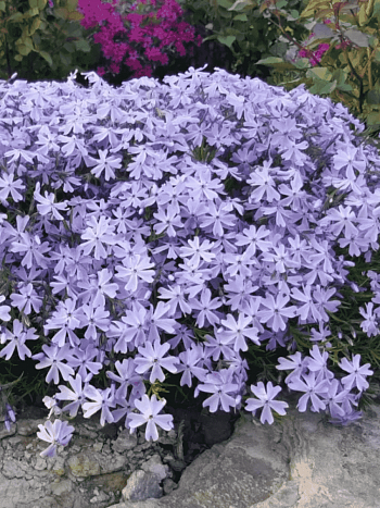 Флокс шиловидный Emerald Cushion Blue