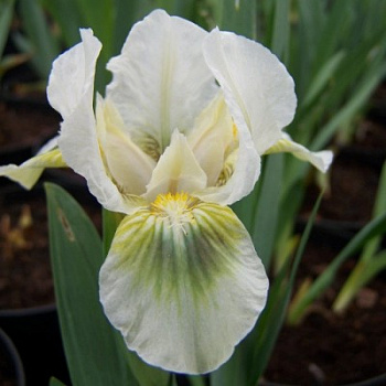 Ирис карликовый Берил Грин Ирис карликовый Берил Грин