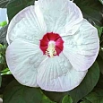 Гибискус болотный Luna White