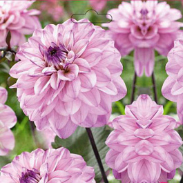 Георгина Декоративная Синиорс Арт