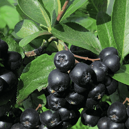 Арония черноплодная Amit