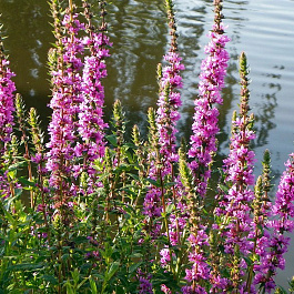 Дербенник иволистный