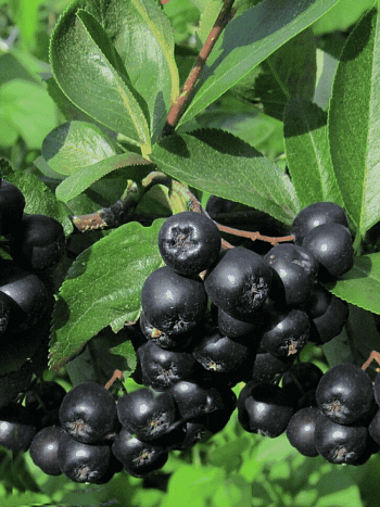 Арония черноплодная Amit