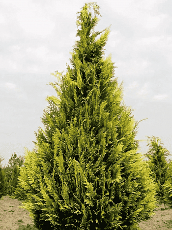 Кипарисовик Лавсона Stewartii