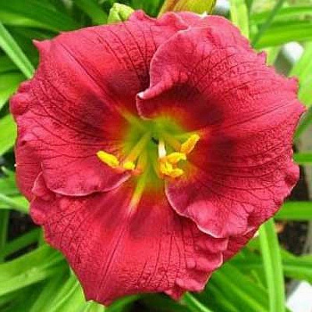 Лилейник гибридный Силоам Грейс Стамайл