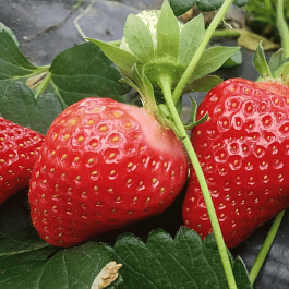 Земляника садовая San Andreas