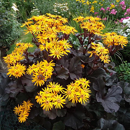 Бузульник зубчатый Бритт Мари Кроуфорд