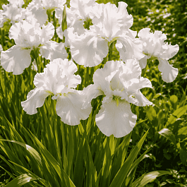 Ирис германский English Cottage