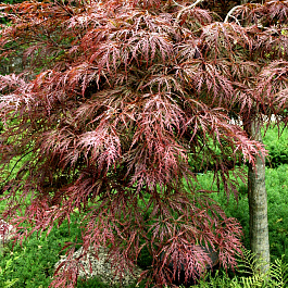 Клен веерный Гарнет