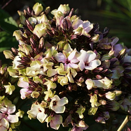 Флокс метельчатый Мистик Грин