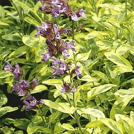 Шалфей лекарственный  Aurea