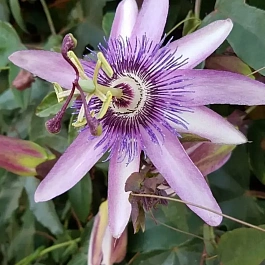 Маракуйя съедобная Lavender Lady