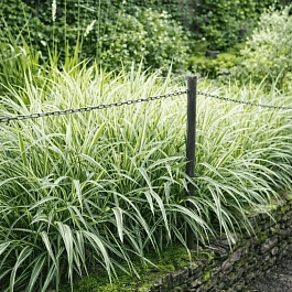 Фалярис тростниковый "Strawberry and Cream"