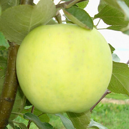 Яблоня Папировка Яблоня Папировка