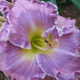 Лилейник Big Blue