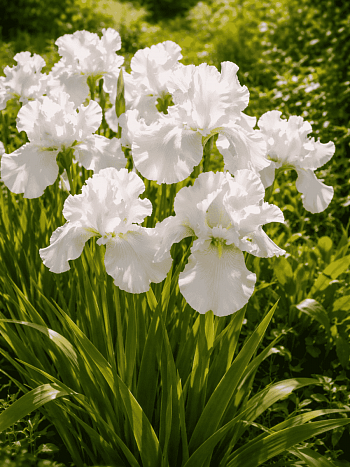 Ирис германский English Cottage