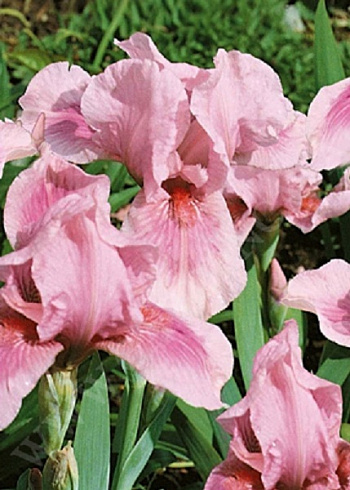 Ирис карликовый Пинк Кастион