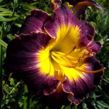 Лилейник гибридный Олив Бейли НАБОР 2ШТ (1+1)