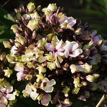 Флокс метельчатый Мистик Грин