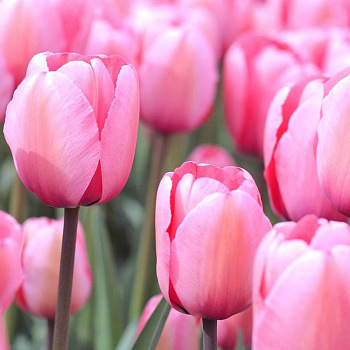Тюльпан Дарвиновы гибриды Пинк Импрешн Тюльпан Дарвиновы гибриды Пинк Импрешн