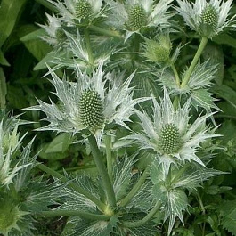 Синеголовник плосколистный Глиттер Вайт