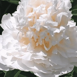 Пион травянистый My Love