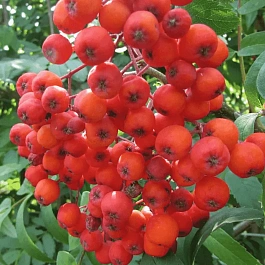Рябина сладкоплодная Edulis