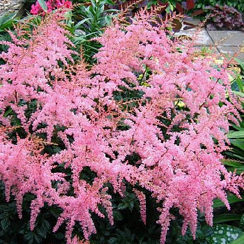 Астильба Арендса Эденс Одиссей