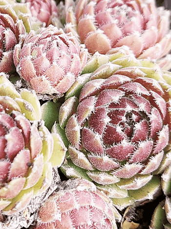 Молодило гибридное Sabat