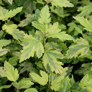 Пузыреплодник калинолистный Энис Голд