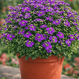 Аубриета Audrey Deep Blue Shades