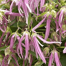 Колокольчик гибридный Pink Octopus