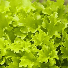 Гейхера Marmalade