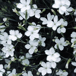 Гвоздика травянка  White