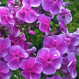 Флокс метельчатый Василек