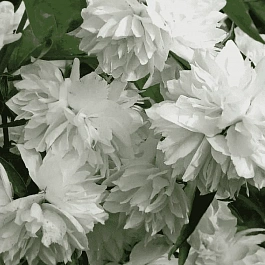 Чубушник венечный Жемчуг