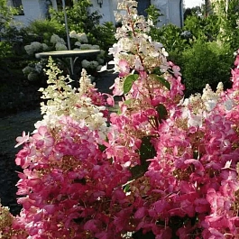 Гортензия метельчатая Candlelight ТОЛЬКО САМОВЫВОЗ