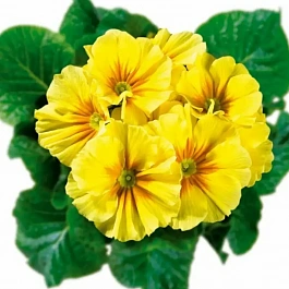 Примула Hethor Yellow