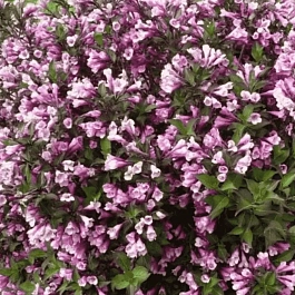 Вейгела цветущая Nana Purpurea