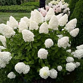 Гортензия метельчатая  Polar Bear