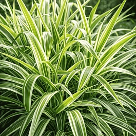 Фалярис тростниковый Feesey's Form