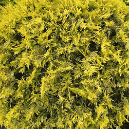 Туя западная Golden Globe