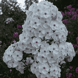 Флокс метельчатый Молочное суфле