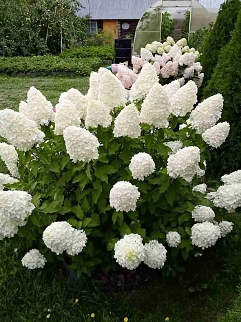 Гортензия метельчатая  Polar Bear