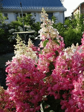 Гортензия метельчатая Candlelight ТОЛЬКО САМОВЫВОЗ